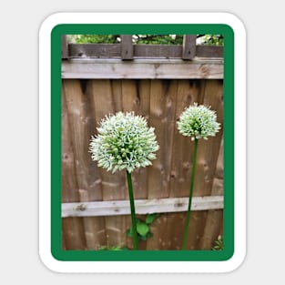 Allium Mont Blanc Sticker